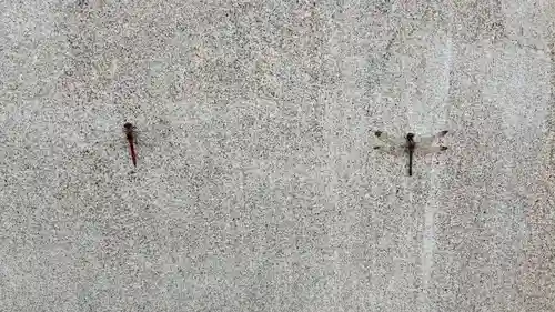 風連神社の動物