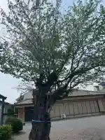 長良神社(群馬県)