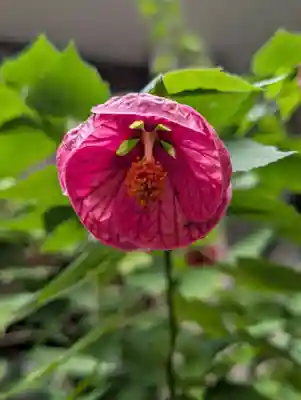 妙安寺(東京都)