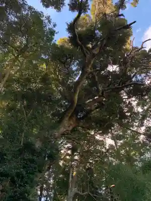 諏訪神社の自然