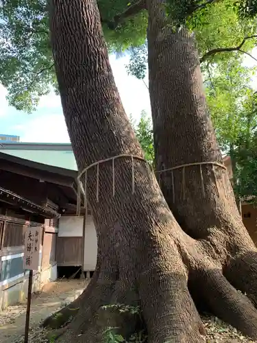 鳩ヶ谷氷川神社の自然