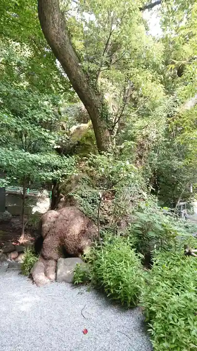 來宮神社の自然