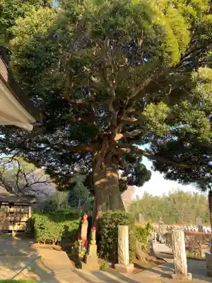 善照寺(千葉県)