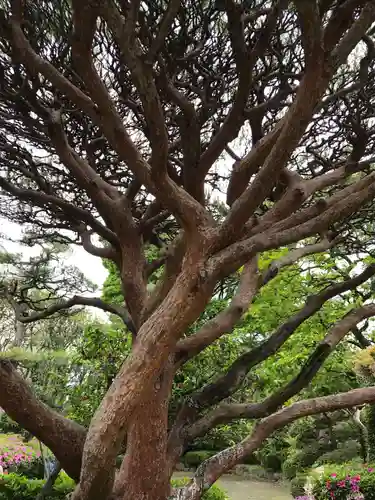 蓮光寺の庭園