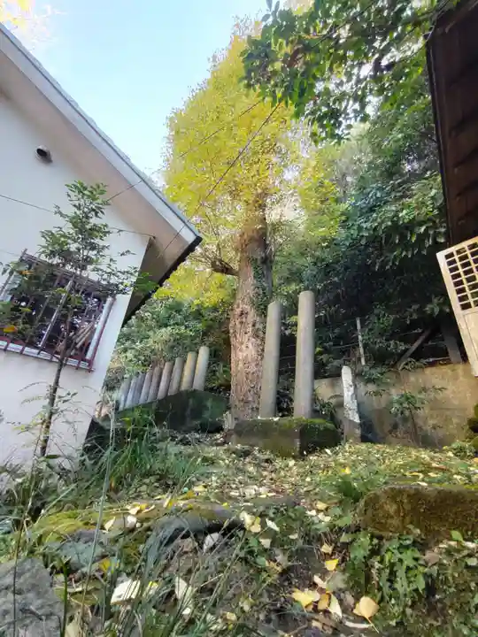 五所神社の自然