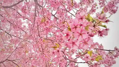 尾張大國霊神社（国府宮）の自然