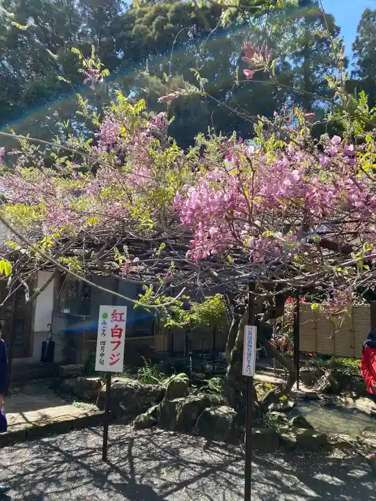 藤山神社の自然