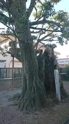 香取神社の自然