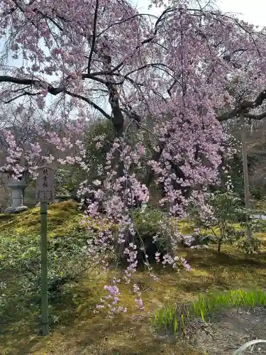 天龍寺の{uncategorized: "未分類", other: "その他", undefined: "問題あり", building: "その他建物", grave: "お墓", sacred_gate: "鳥居", guardian: "狛犬", statue: "像", buddha: "仏像", history: "歴史", nature: "自然", garden: "庭園", animal: "動物", pagoda: "塔", temizu: "手水舎", mountain_gate: "山門・神門", sanctuary: "本殿・本堂", subordinate: "末社・摂社", art: "芸術", scenery: "景色", jizo: "地蔵", ema: "絵馬", goshuin: "御朱印", omikuji: "おみくじ", items: "授与品その他", amulet: "お守り", goshuincho: "御朱印帳", eats: "食事", festival: "お祭り", votive_dance: "神楽", shichigosan: "七五三参", wedding: "結婚式", experience: "体験その他", initially: "初詣", around: "周辺", anti_infection: "感染症対策"}