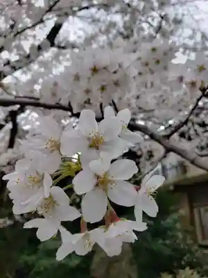 阿佐ヶ谷神明宮(東京都)