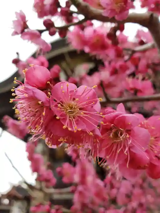 諏訪神社(東京都)