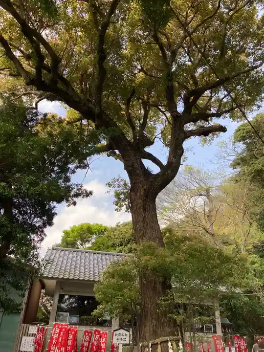 八雲神社(鎌倉・大町)の自然