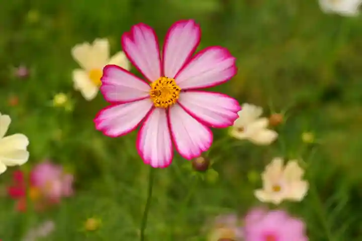 般若寺 ❁コスモス寺❁(奈良県)