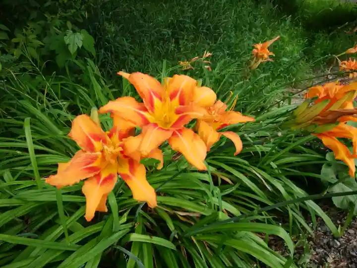 端野神社の自然