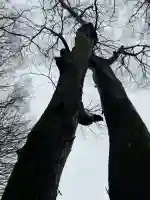 彌榮神社の{uncategorized: "未分類", other: "その他", undefined: "問題あり", building: "その他建物", grave: "お墓", sacred_gate: "鳥居", guardian: "狛犬", statue: "像", buddha: "仏像", history: "歴史", nature: "自然", garden: "庭園", animal: "動物", pagoda: "塔", temizu: "手水舎", mountain_gate: "山門・神門", sanctuary: "本殿・本堂", subordinate: "末社・摂社", art: "芸術", scenery: "景色", jizo: "地蔵", ema: "絵馬", goshuin: "御朱印", omikuji: "おみくじ", items: "授与品その他", amulet: "お守り", goshuincho: "御朱印帳", eats: "食事", festival: "お祭り", votive_dance: "神楽", shichigosan: "七五三参", wedding: "結婚式", experience: "体験その他", initially: "初詣", around: "周辺", anti_infection: "感染症対策"}
