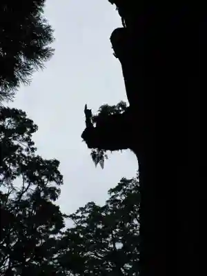 霧島神宮(鹿児島県)
