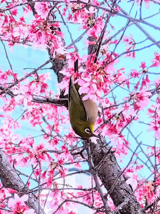 飯倉熊野神社(東京都)