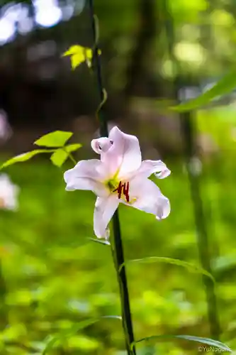 大神神社(奈良県)