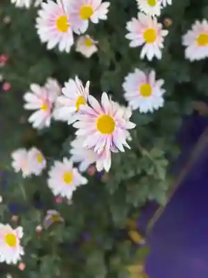 大國魂神社(東京都)