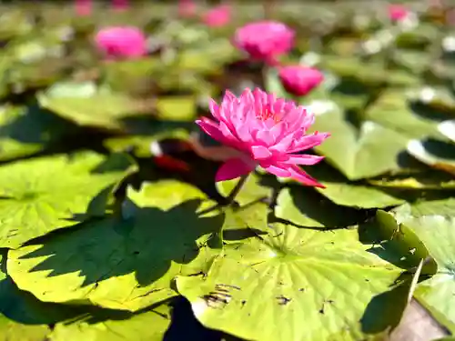 倶梨迦羅神社の自然