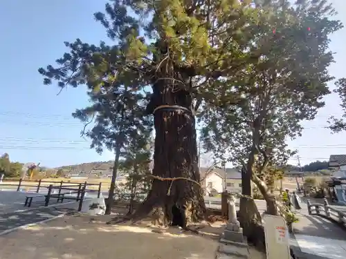 大國魂神社の自然
