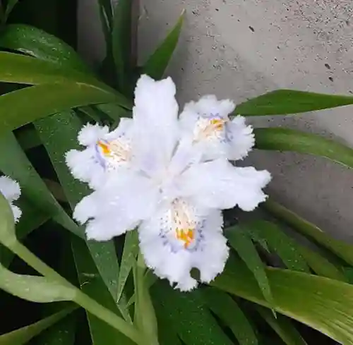 西方山極楽寺(岐阜県)