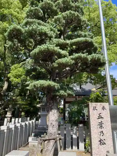 射楯兵主神社(兵庫県)