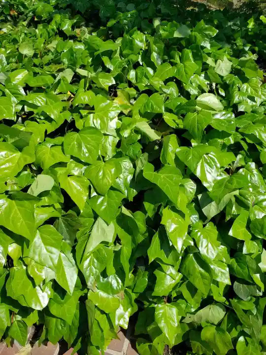 戸隠神社の自然