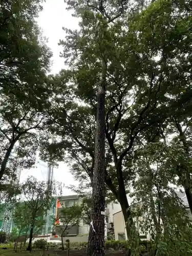 弦巻神社の自然