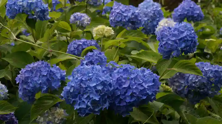 三室戸寺(京都府)