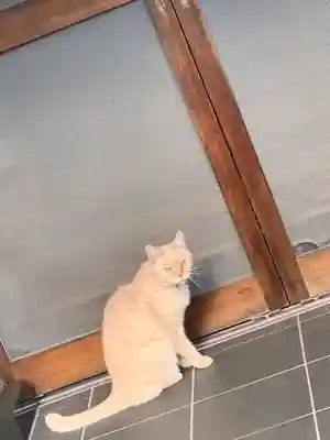 城山富士浅間神社の動物