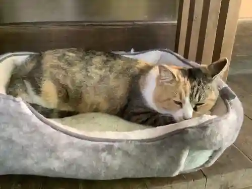 玉野御嶽神社の動物