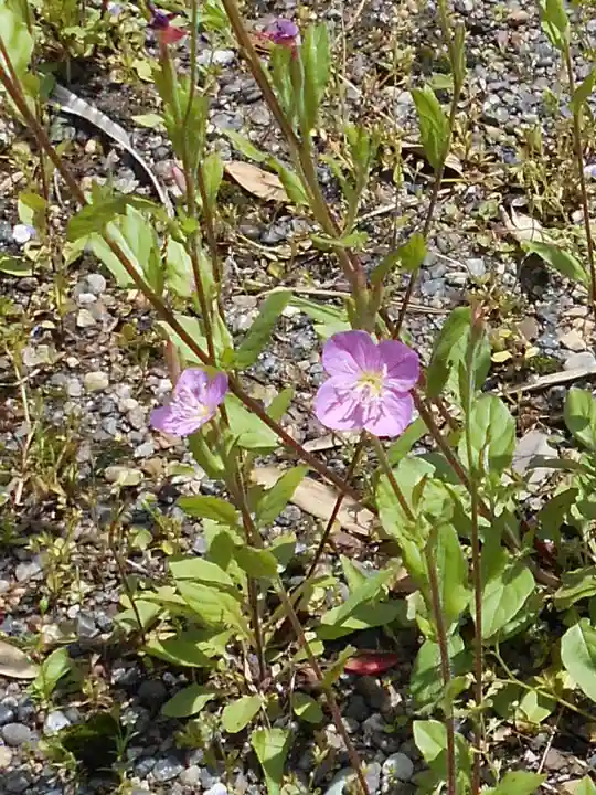 小名浜鹿島神社の自然