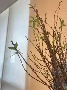 メノコト神社(京都府)(2026年02月09日(月) 12時40分21秒投稿)