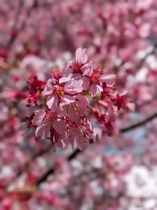 赤坂氷川神社(東京都)