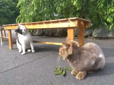 御誕生寺（猫寺）(福井県)