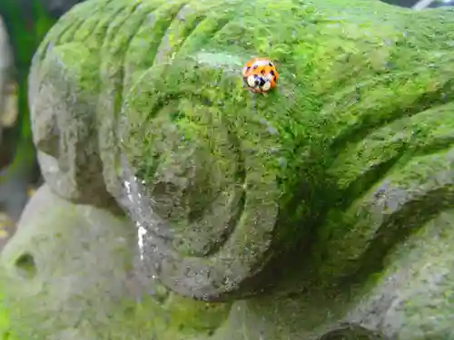 岩槻愛宕神社の動物