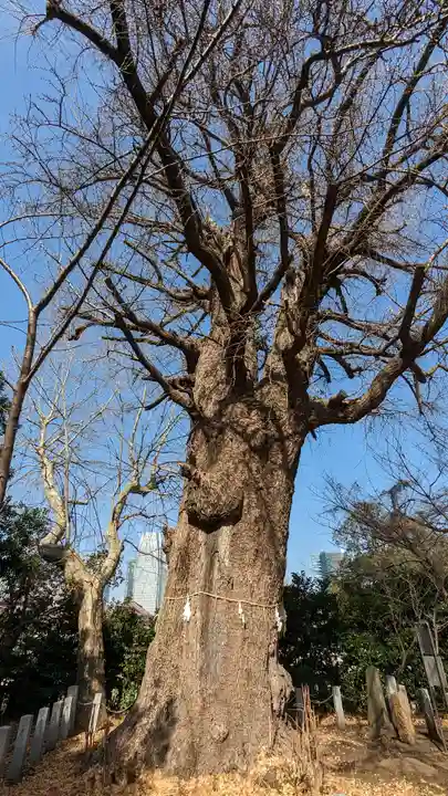 芝東照宮の自然