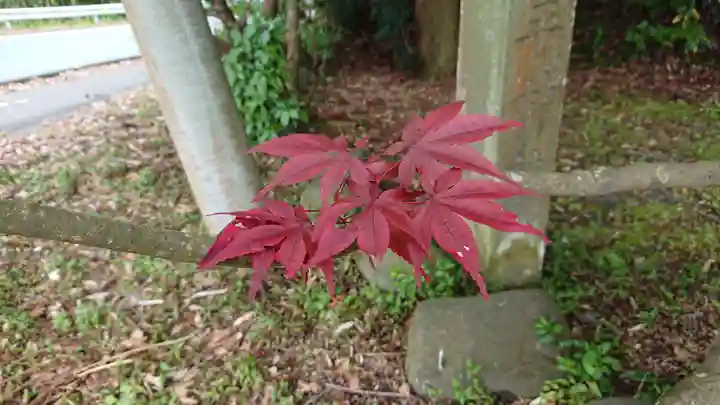 金刀比羅神社(琴平神社)の自然