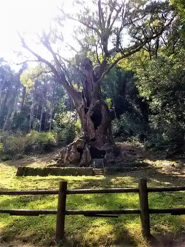 武雄神社の自然