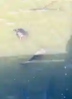 旗上弁財天社の動物