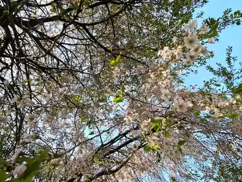 天神宮(伝河原氏屋敷跡)の自然
