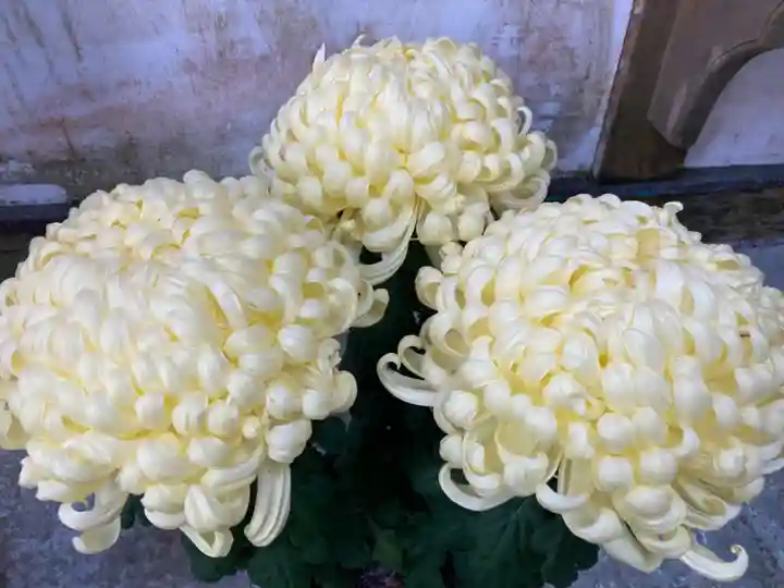 大宮温泉神社の自然