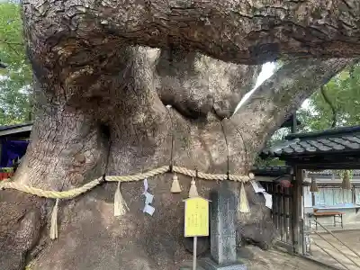 三島神社の{uncategorized: "未分類", other: "その他", undefined: "問題あり", building: "その他建物", grave: "お墓", sacred_gate: "鳥居", guardian: "狛犬", statue: "像", buddha: "仏像", history: "歴史", nature: "自然", garden: "庭園", animal: "動物", pagoda: "塔", temizu: "手水舎", mountain_gate: "山門・神門", sanctuary: "本殿・本堂", subordinate: "末社・摂社", art: "芸術", scenery: "景色", jizo: "地蔵", ema: "絵馬", goshuin: "御朱印", omikuji: "おみくじ", items: "授与品その他", amulet: "お守り", goshuincho: "御朱印帳", eats: "食事", festival: "お祭り", votive_dance: "神楽", shichigosan: "七五三参", wedding: "結婚式", experience: "体験その他", initially: "初詣", around: "周辺", anti_infection: "感染症対策"}