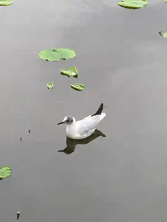 鶴岡八幡宮の{uncategorized: "未分類", other: "その他", undefined: "問題あり", building: "その他建物", grave: "お墓", sacred_gate: "鳥居", guardian: "狛犬", statue: "像", buddha: "仏像", history: "歴史", nature: "自然", garden: "庭園", animal: "動物", pagoda: "塔", temizu: "手水舎", mountain_gate: "山門・神門", sanctuary: "本殿・本堂", subordinate: "末社・摂社", art: "芸術", scenery: "景色", jizo: "地蔵", ema: "絵馬", goshuin: "御朱印", omikuji: "おみくじ", items: "授与品その他", amulet: "お守り", goshuincho: "御朱印帳", eats: "食事", festival: "お祭り", votive_dance: "神楽", shichigosan: "七五三参", wedding: "結婚式", experience: "体験その他", initially: "初詣", around: "周辺", anti_infection: "感染症対策"}