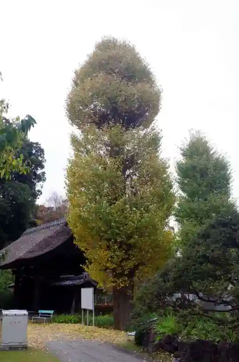 横浜 西方寺の自然