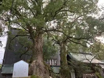 太宰府天満宮(福岡県)