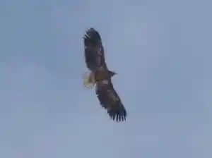 留辺蘂神社の動物(2025年03月03日(月) 20時31分44秒投稿)