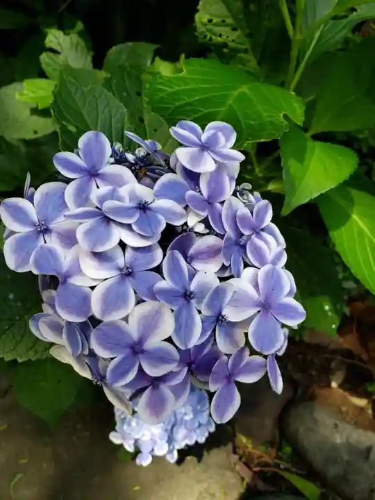 阿佐ヶ谷神明宮(東京都)