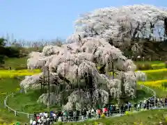 瀧桜神明宮(福島県)